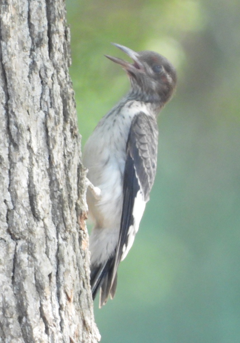 Red-headed Woodpecker - ML466610051