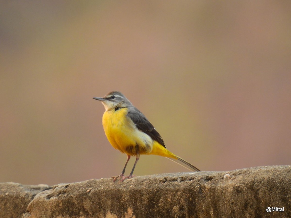 Gray Wagtail - ML46661071