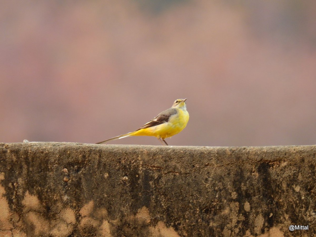 Gray Wagtail - ML46661111