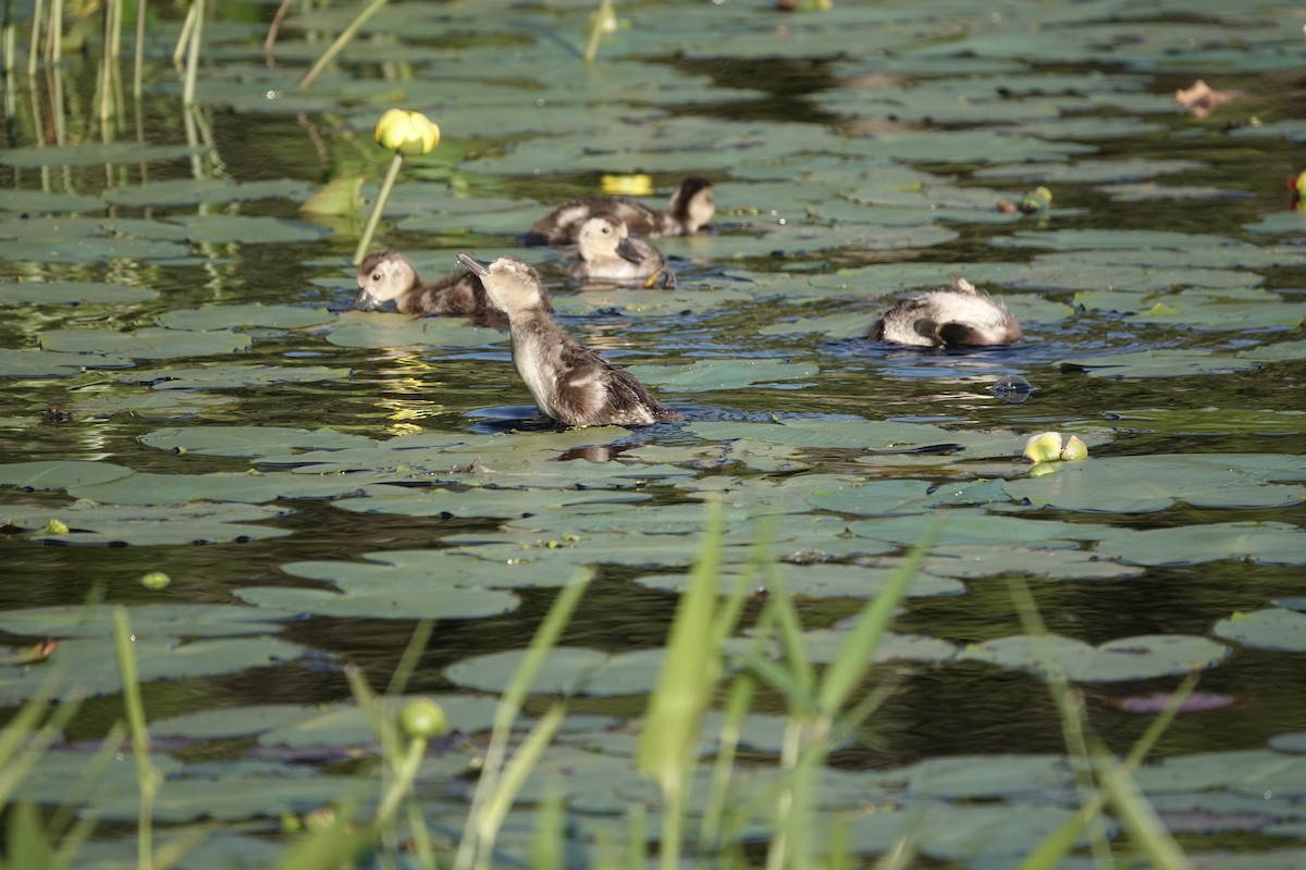 Ring-necked Duck - ML466611321