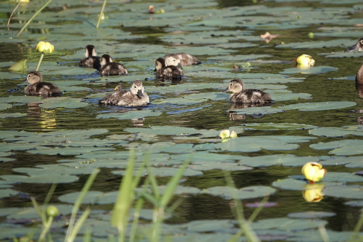 Ring-necked Duck - ML466611331