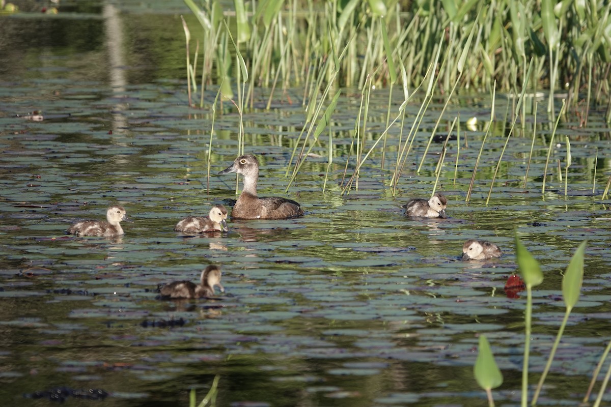 Ring-necked Duck - ML466611341