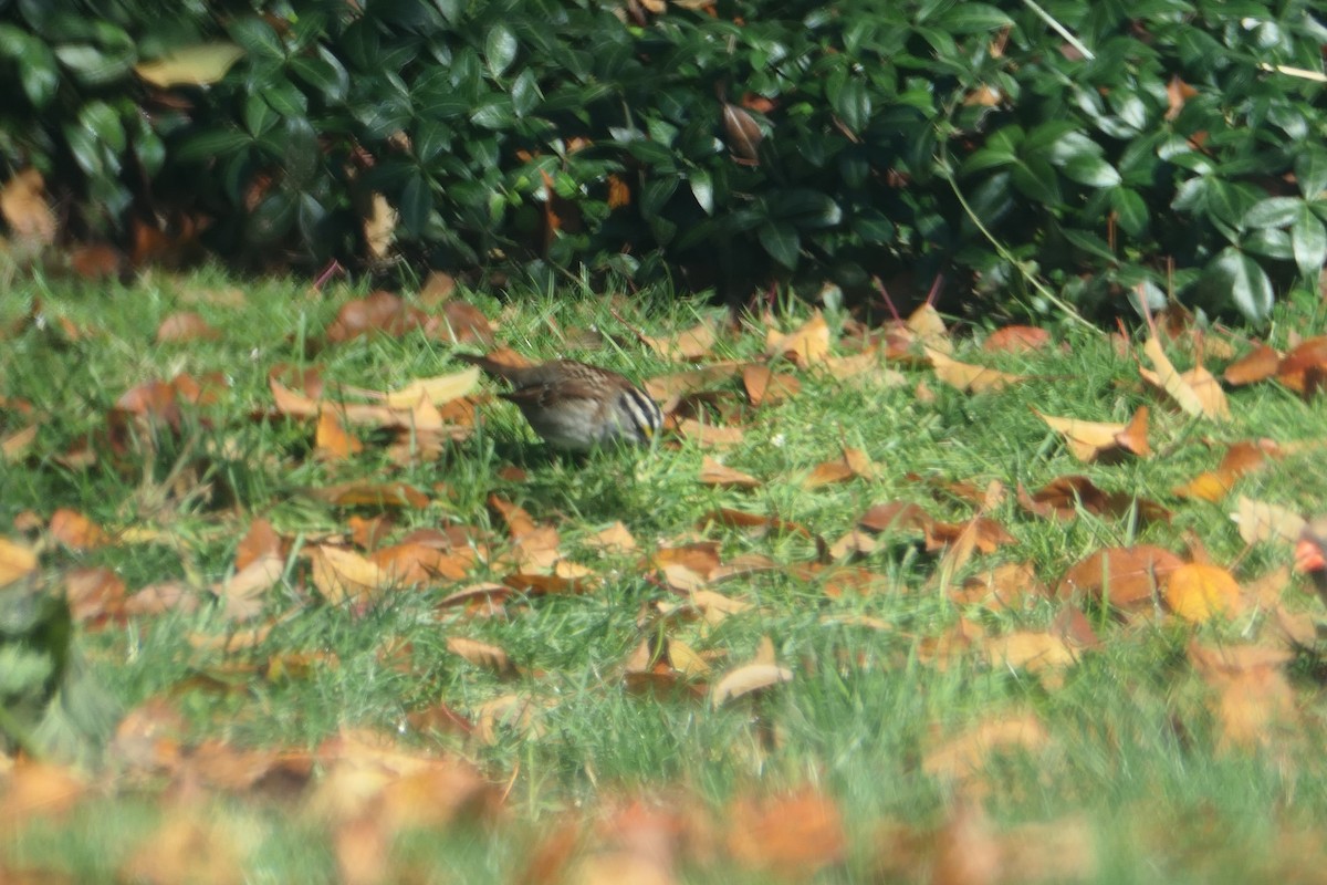 White-throated Sparrow - ML466611801