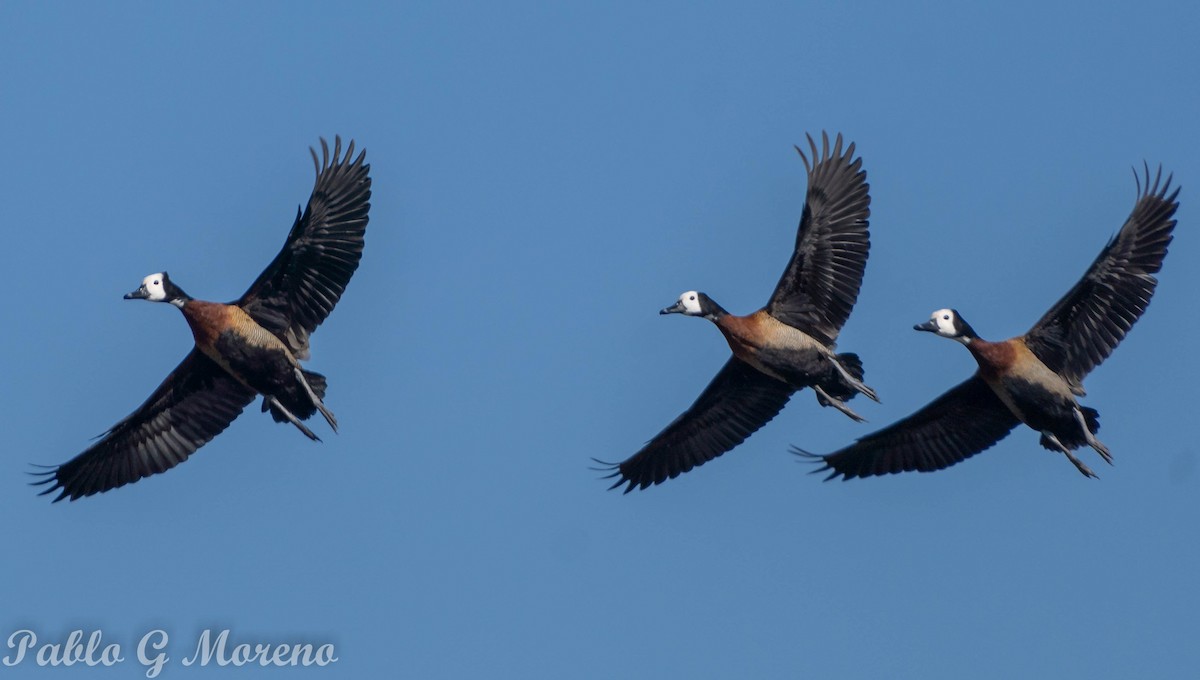 White-faced Whistling-Duck - ML466612141