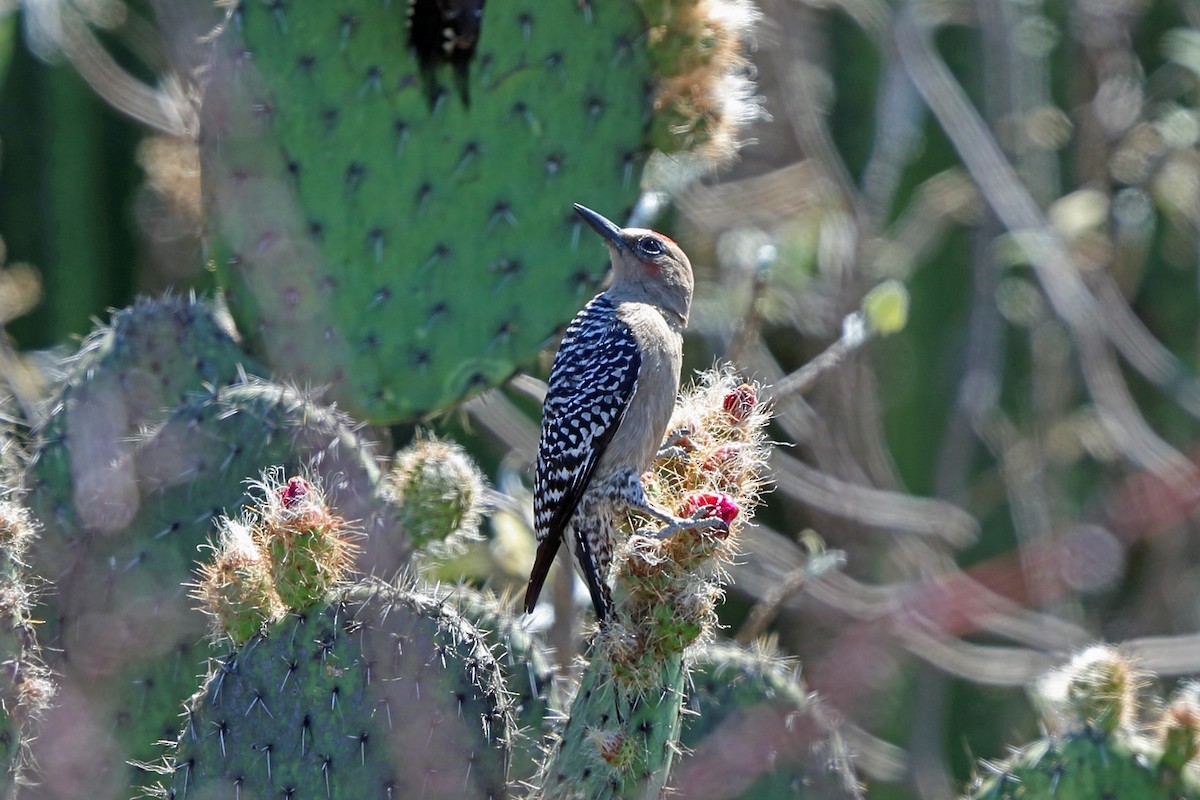 Gray-breasted Woodpecker - Nigel Voaden