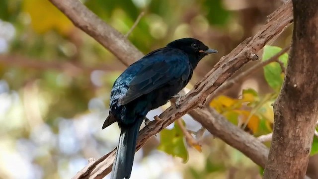 Échenilleur à épaulettes jaunes - ML466613911