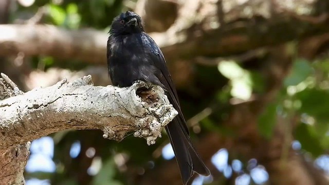 Fork-tailed Drongo - ML466614221