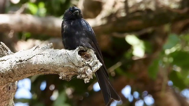 drongo africký - ML466614221