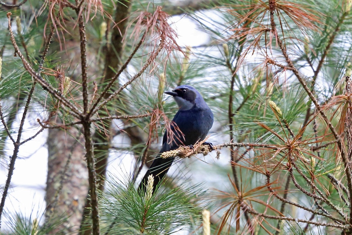 Dwarf Jay - ML46661521