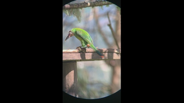 Toucanet à gorge blanche - ML466616021