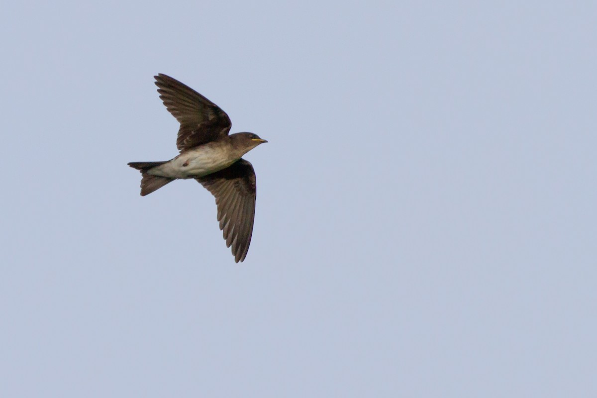 Gray-breasted Martin - ML466616631