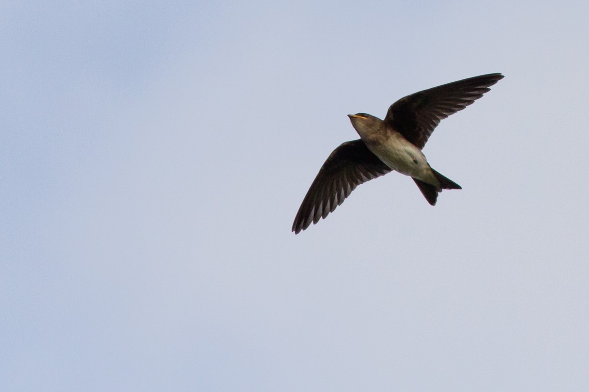 Gray-breasted Martin - ML466616641