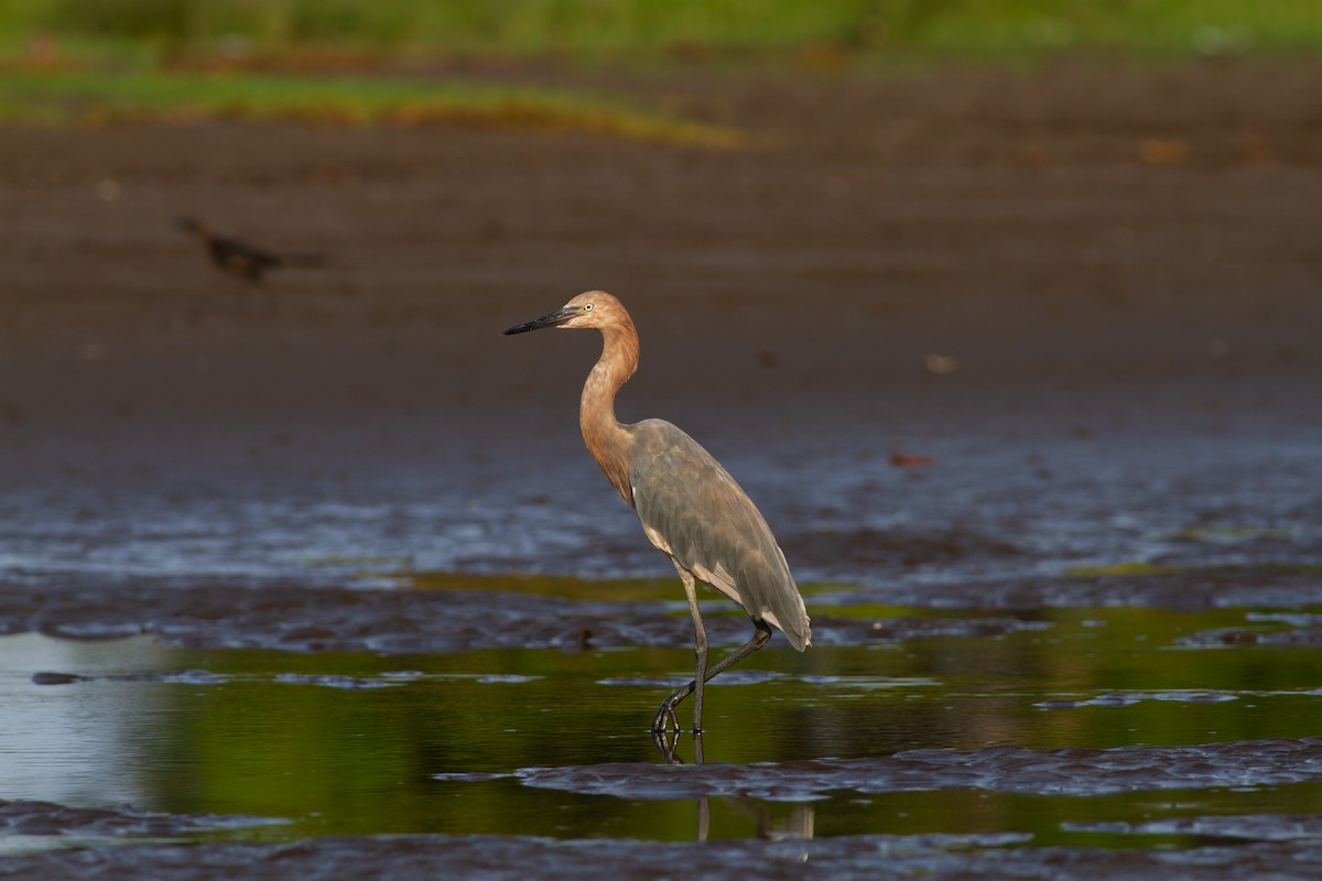 Reddish Egret - Carlos Funes