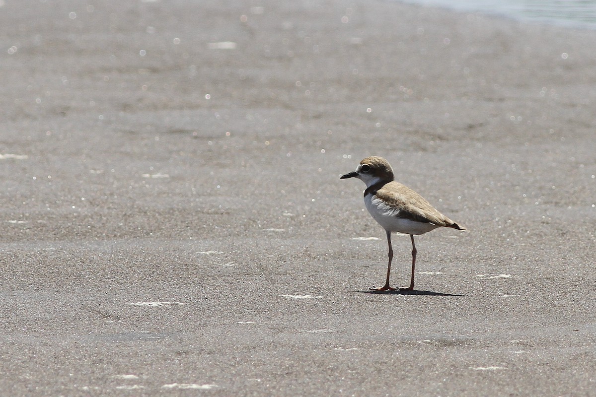 Collared Plover - ML466616961