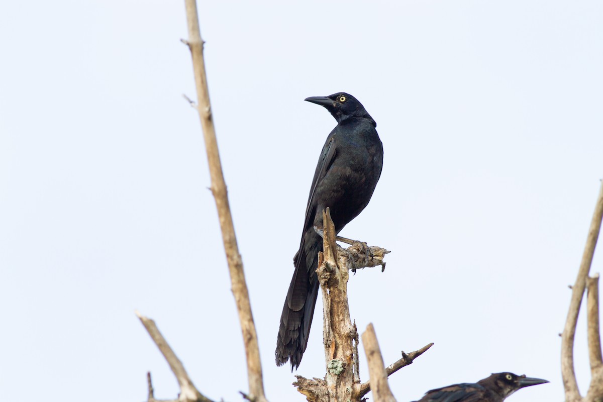Great-tailed Grackle - ML466617011