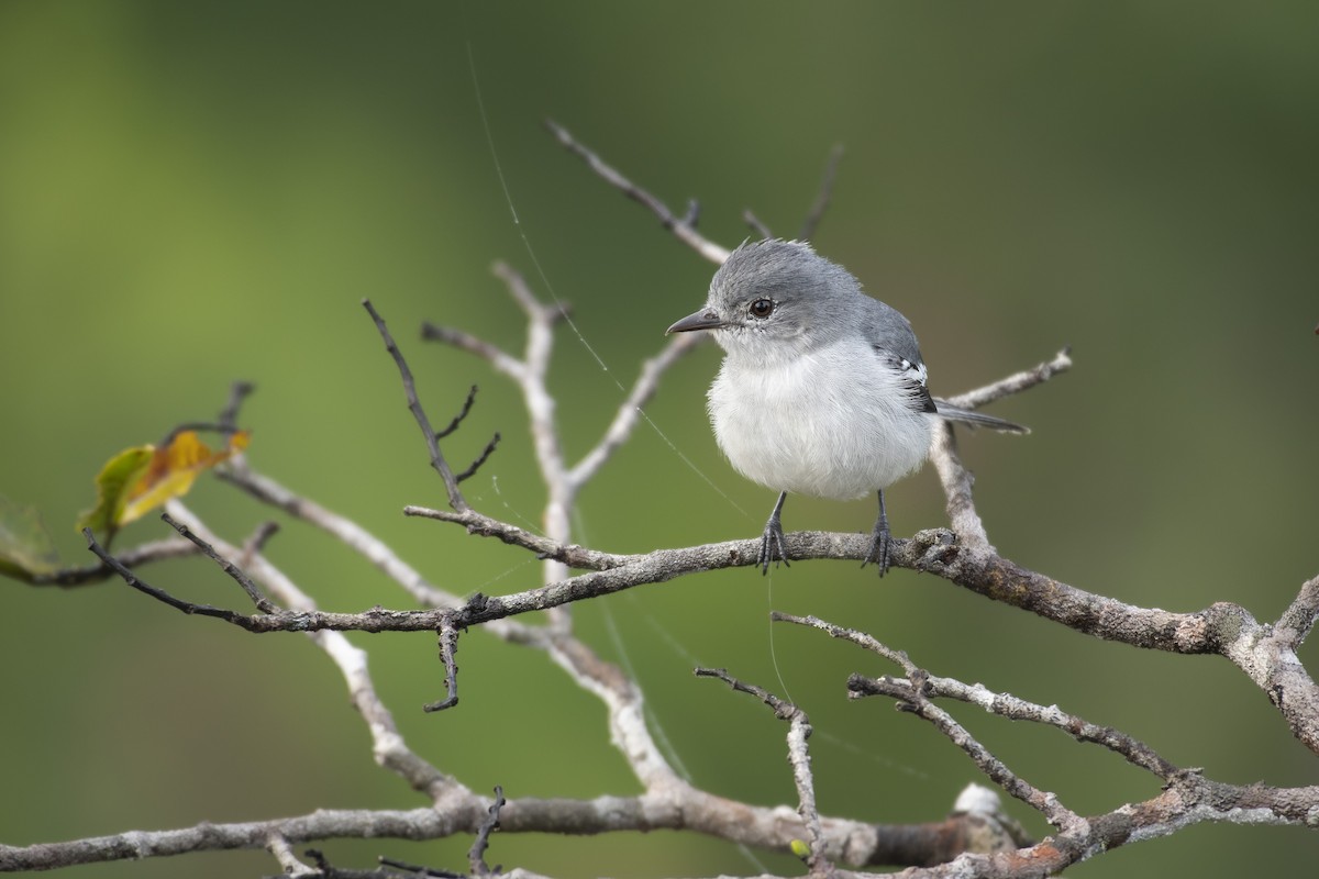 Amazonian Elaenia - Priscilla Diniz