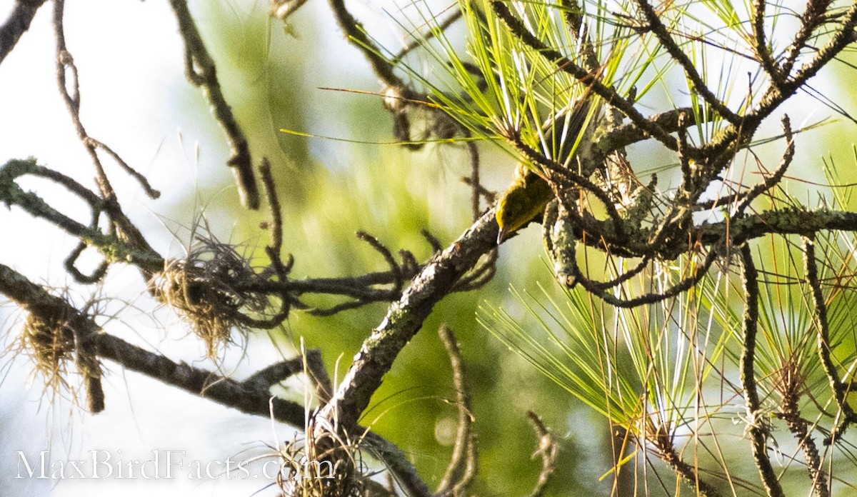 Pine Warbler - ML466618351