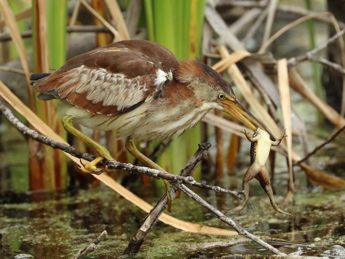 Least Bittern - ML466619431