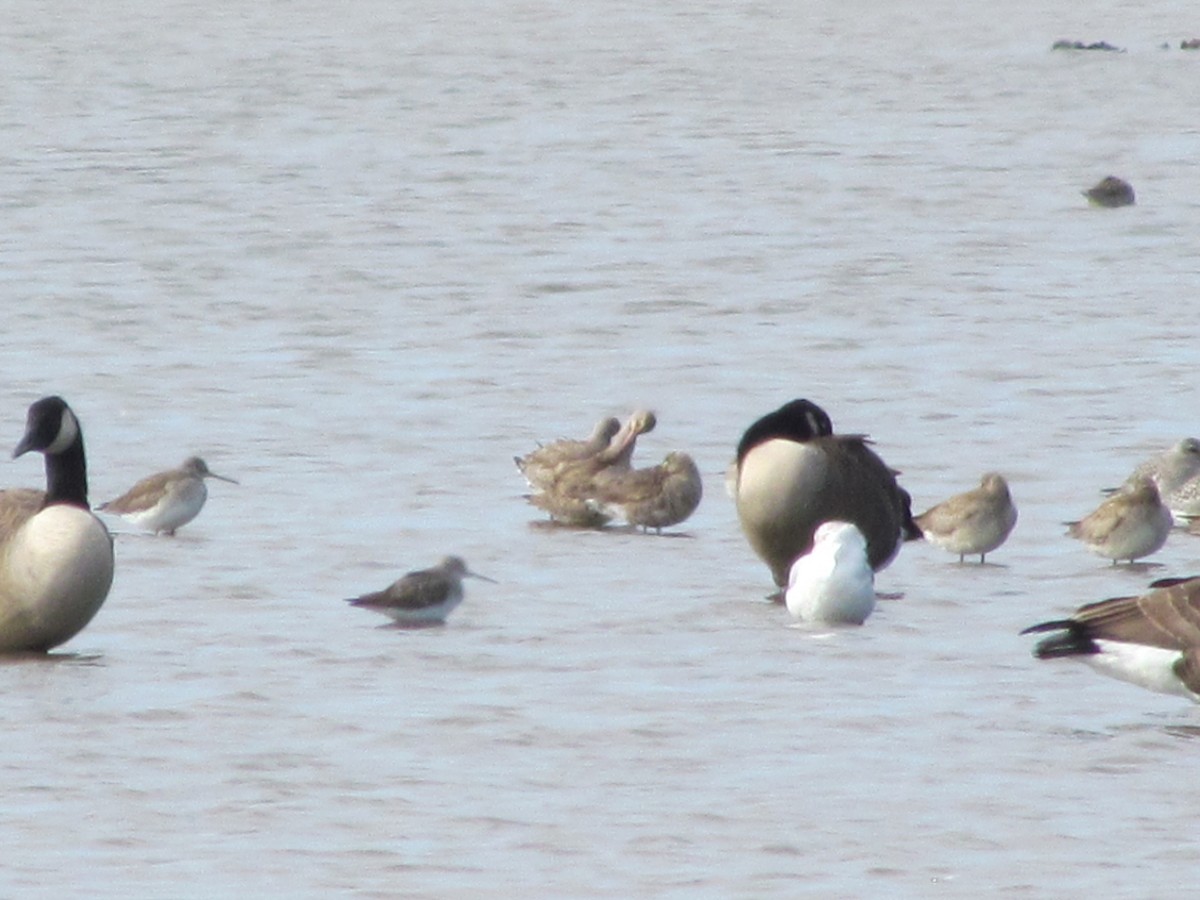 eBird Checklist - 28 Oct 2011 - Bombay Hook National Wildlife Refuge ...