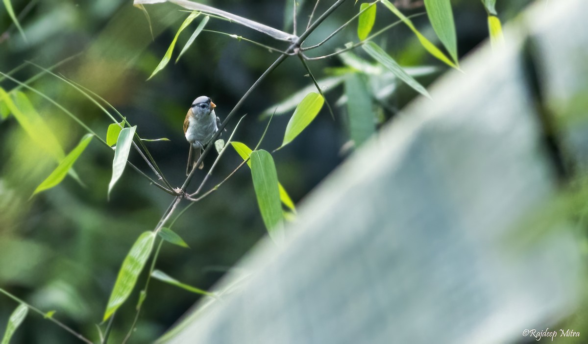 Gray-headed Parrotbill - ML466620941