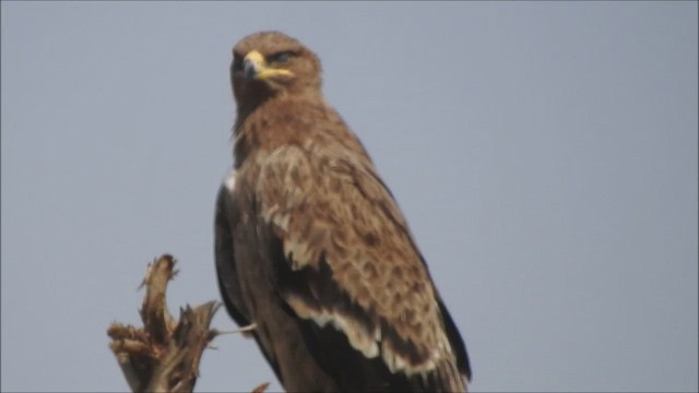 Steppe Eagle - ML466622281