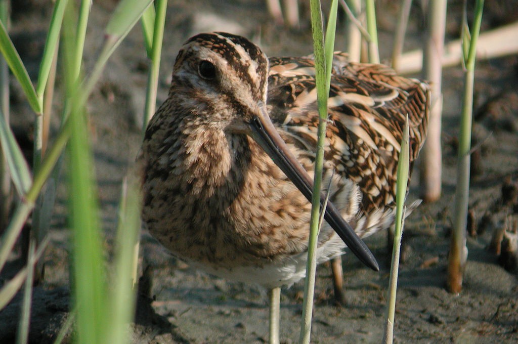 Common Snipe - ML46662251