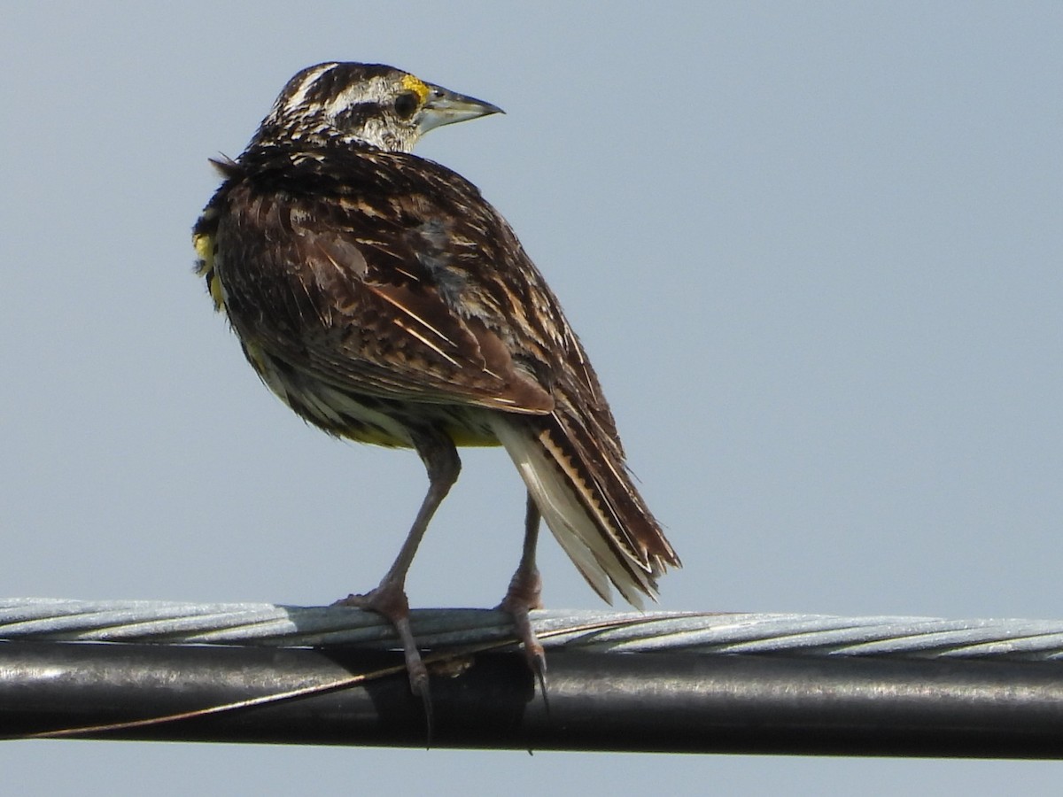 Eastern Meadowlark - ML466625381