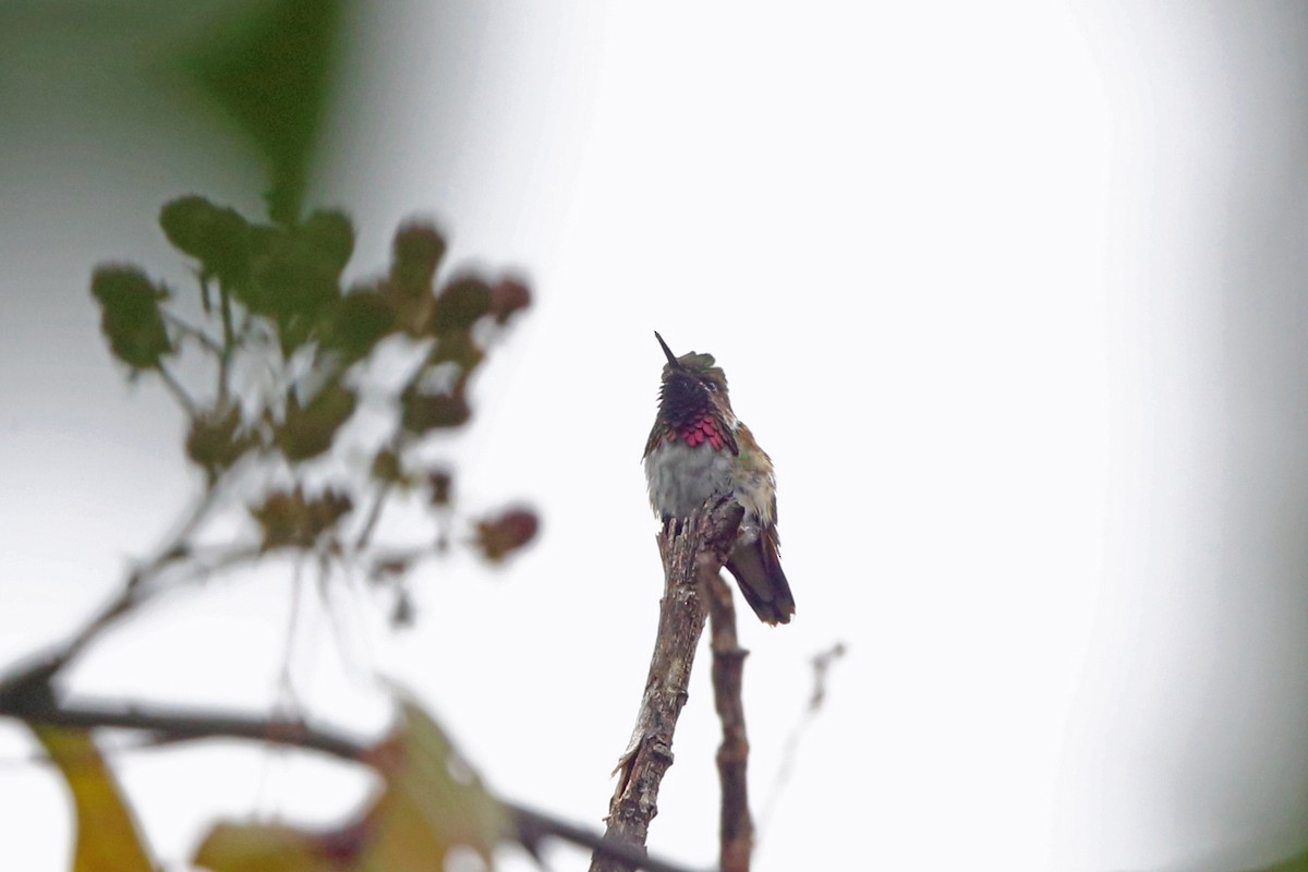 Bumblebee Hummingbird - Nigel Voaden