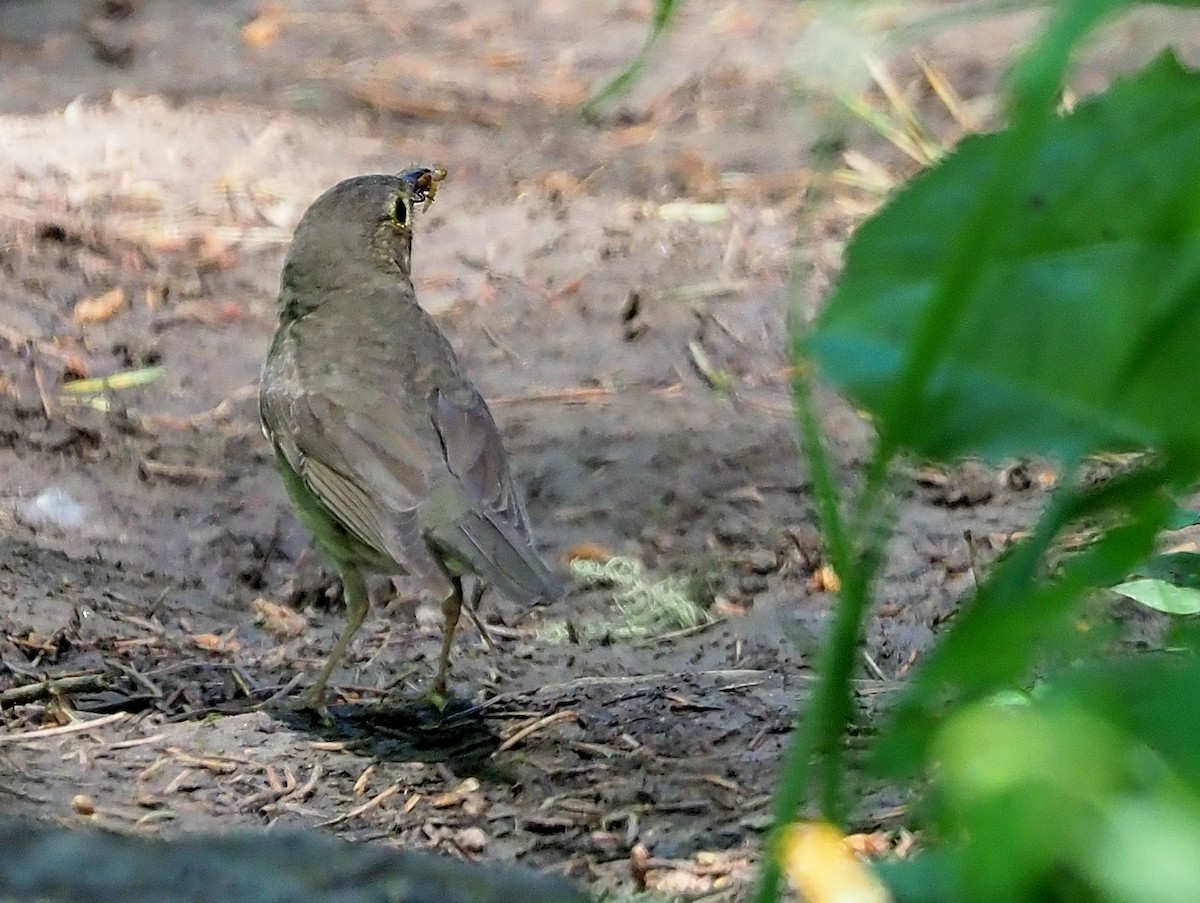 Swainson's Thrush - ML466628021