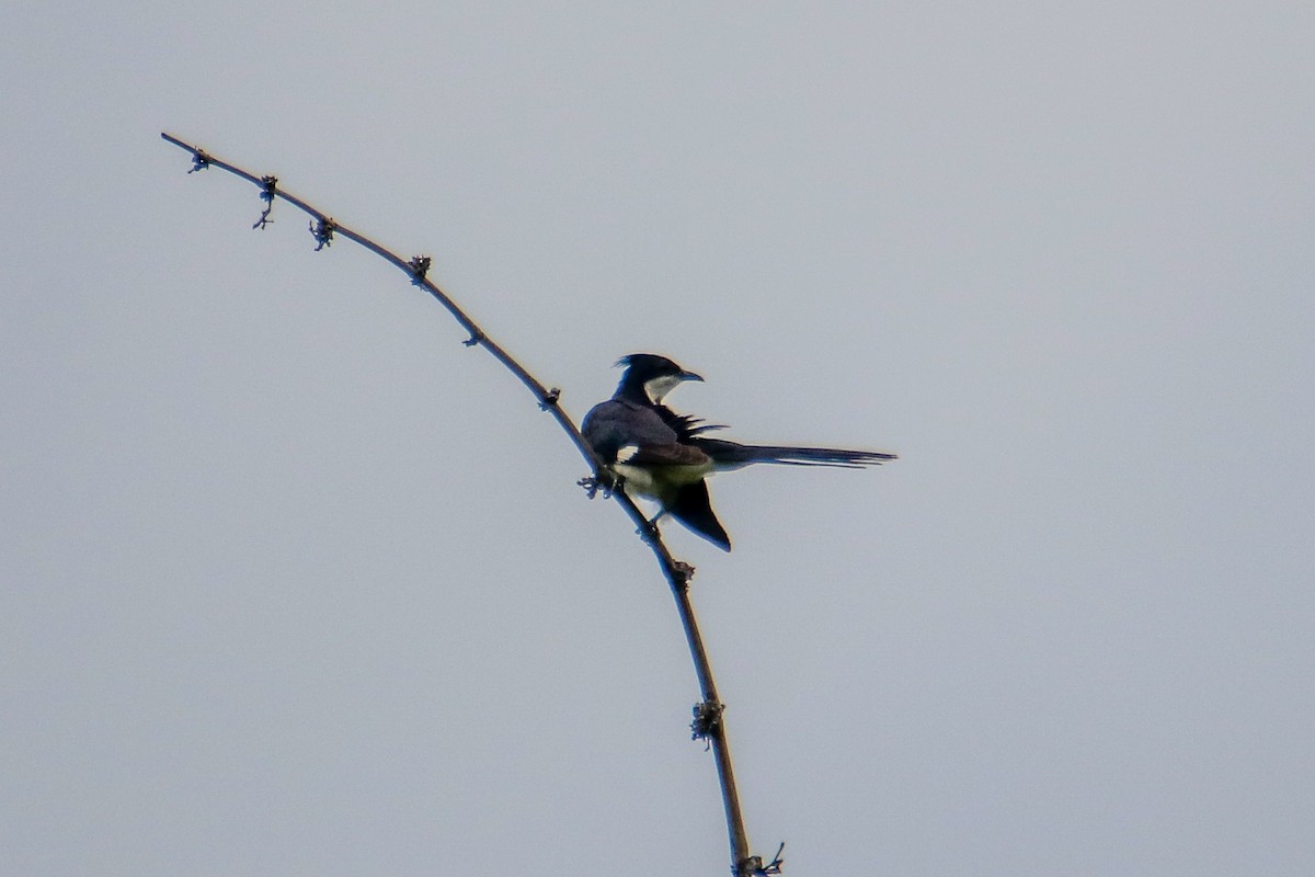 Pied Cuckoo - ML466628151