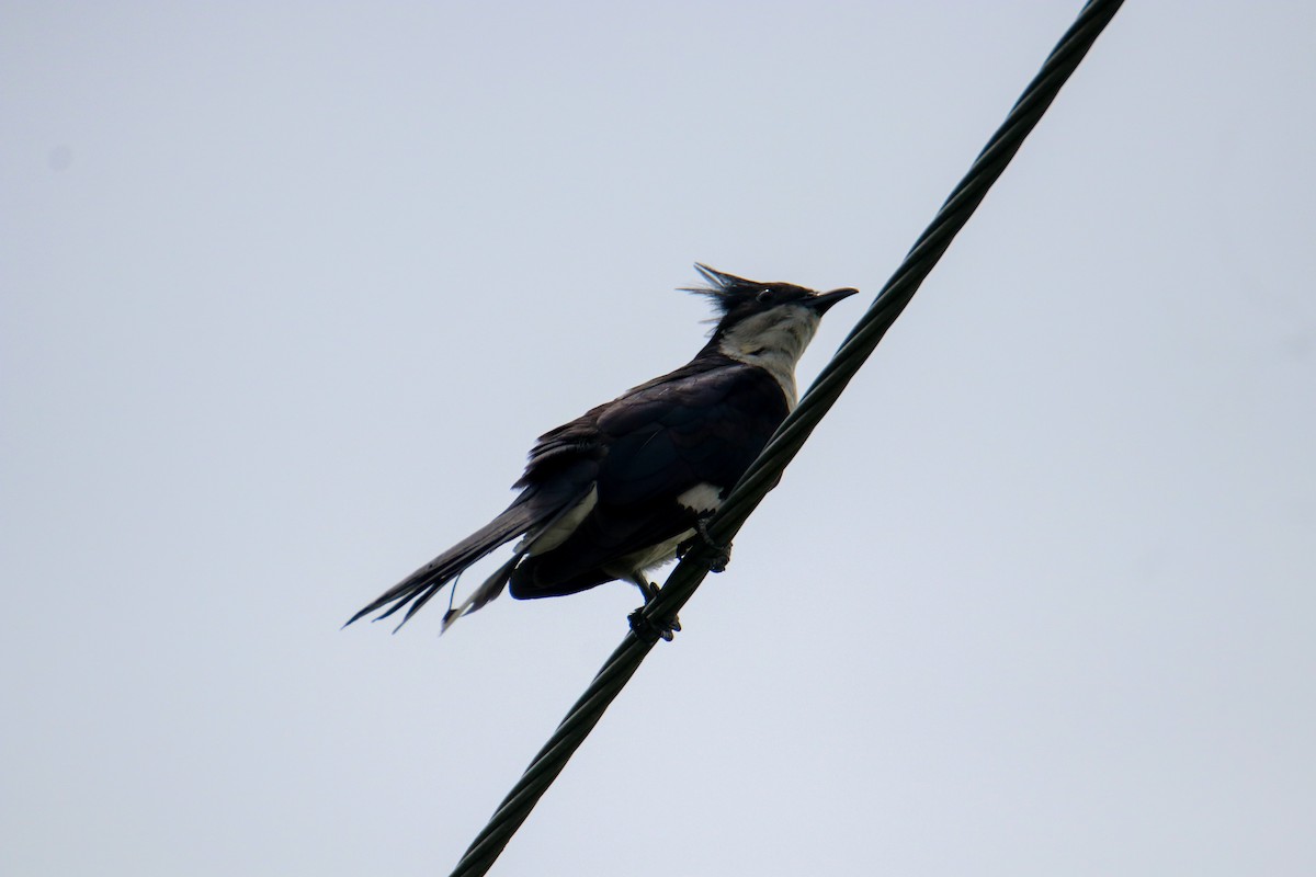 Pied Cuckoo - ML466628271