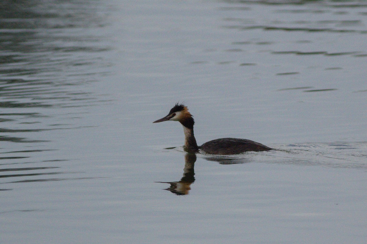 Great Crested Grebe - ML466628451