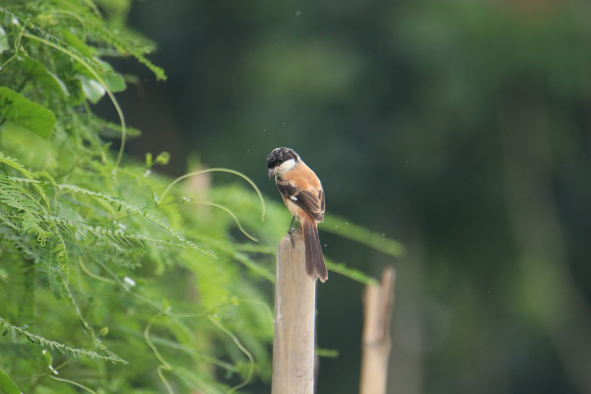 Long-tailed Shrike - ML466629301