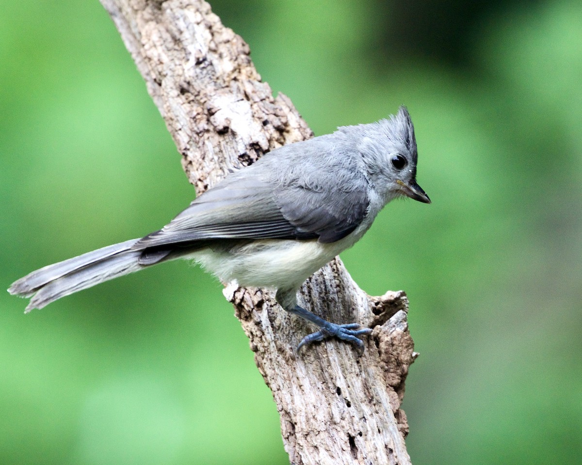 Tufted Titmouse - ML466630831