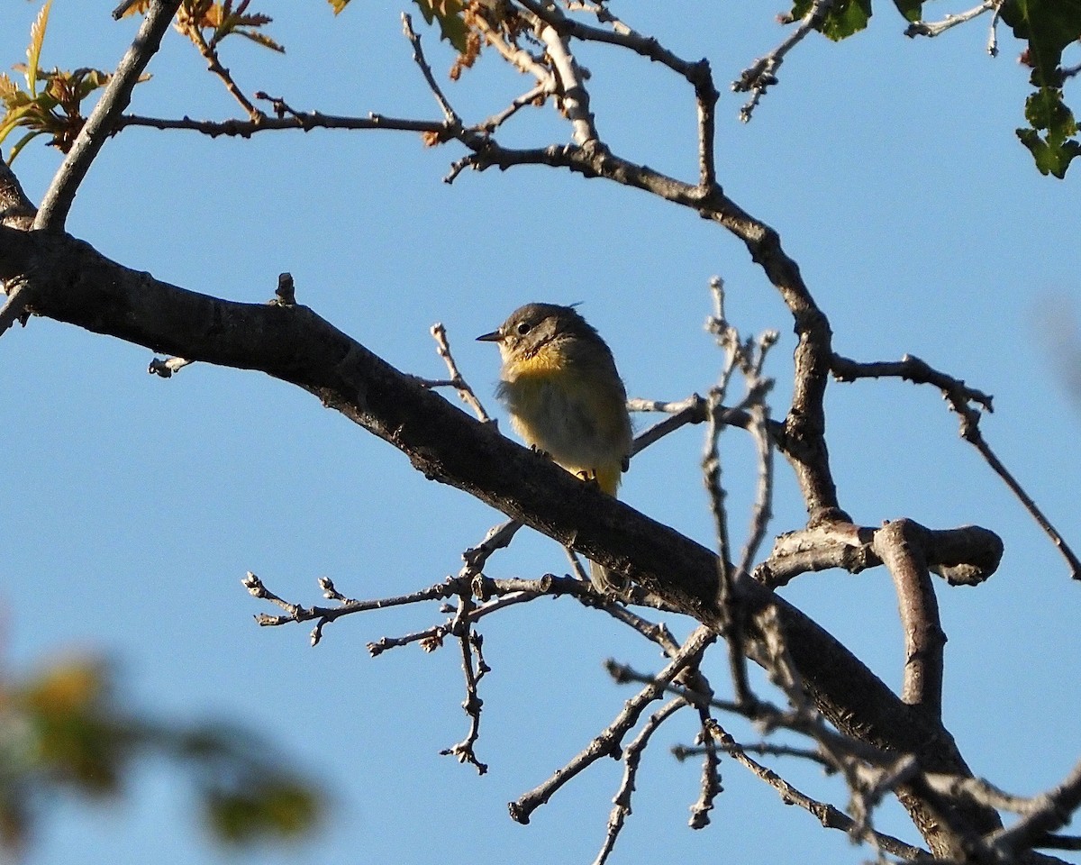 Virginia's Warbler - ML466631931