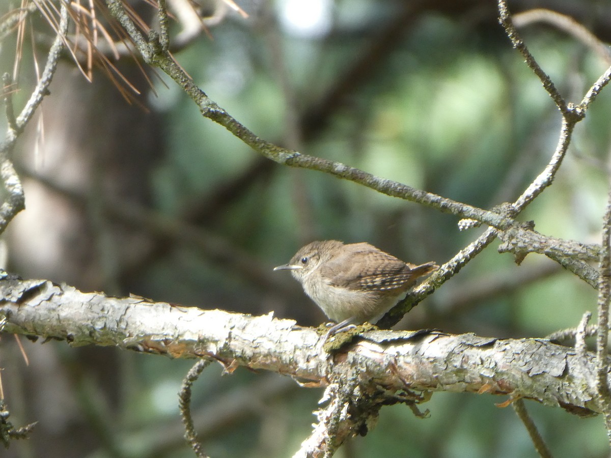 Winter Wren - ML466632621