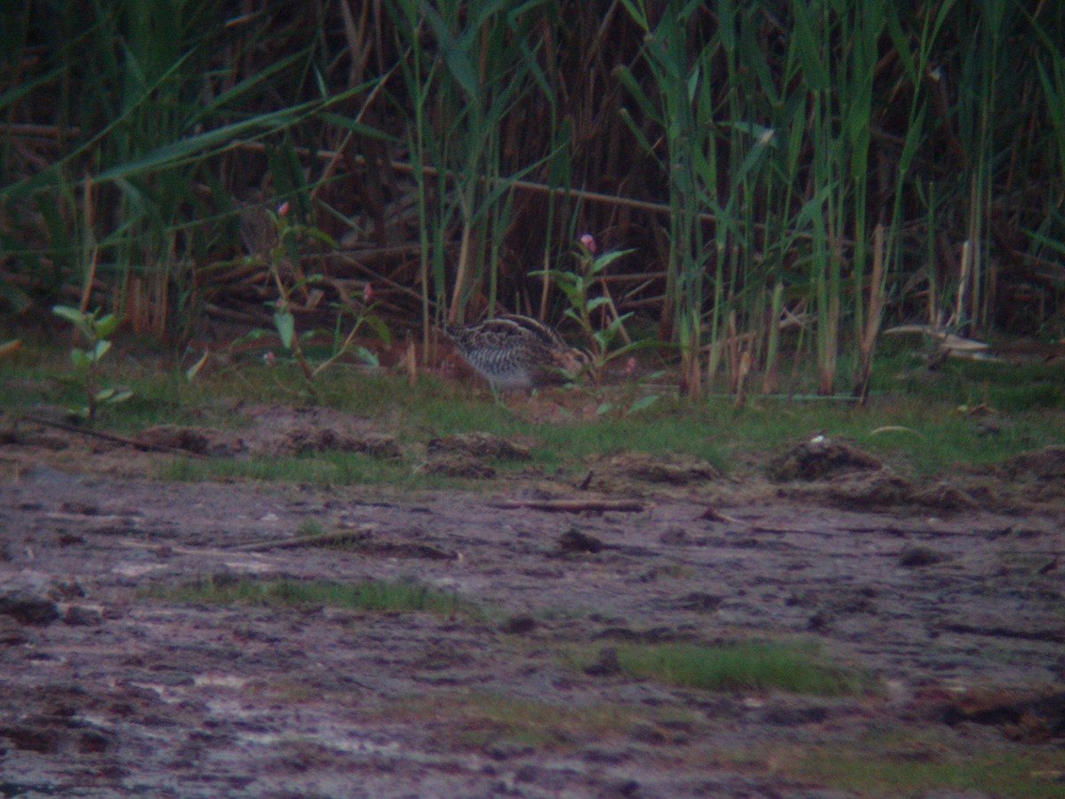 Wilson's Snipe - ML466633001