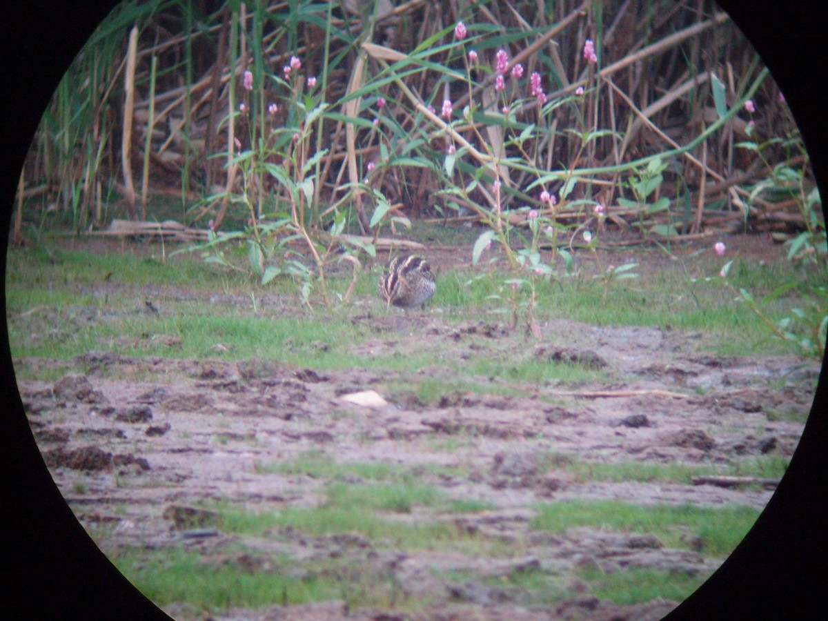 Wilson's Snipe - ML466633011