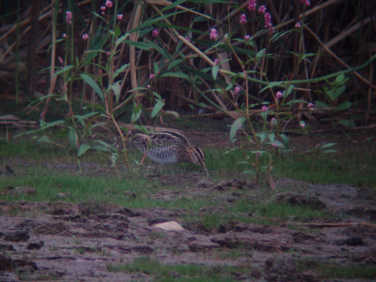 Wilson's Snipe - ML466633021