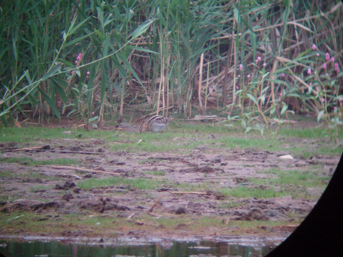 Wilson's Snipe - Doug Gochfeld