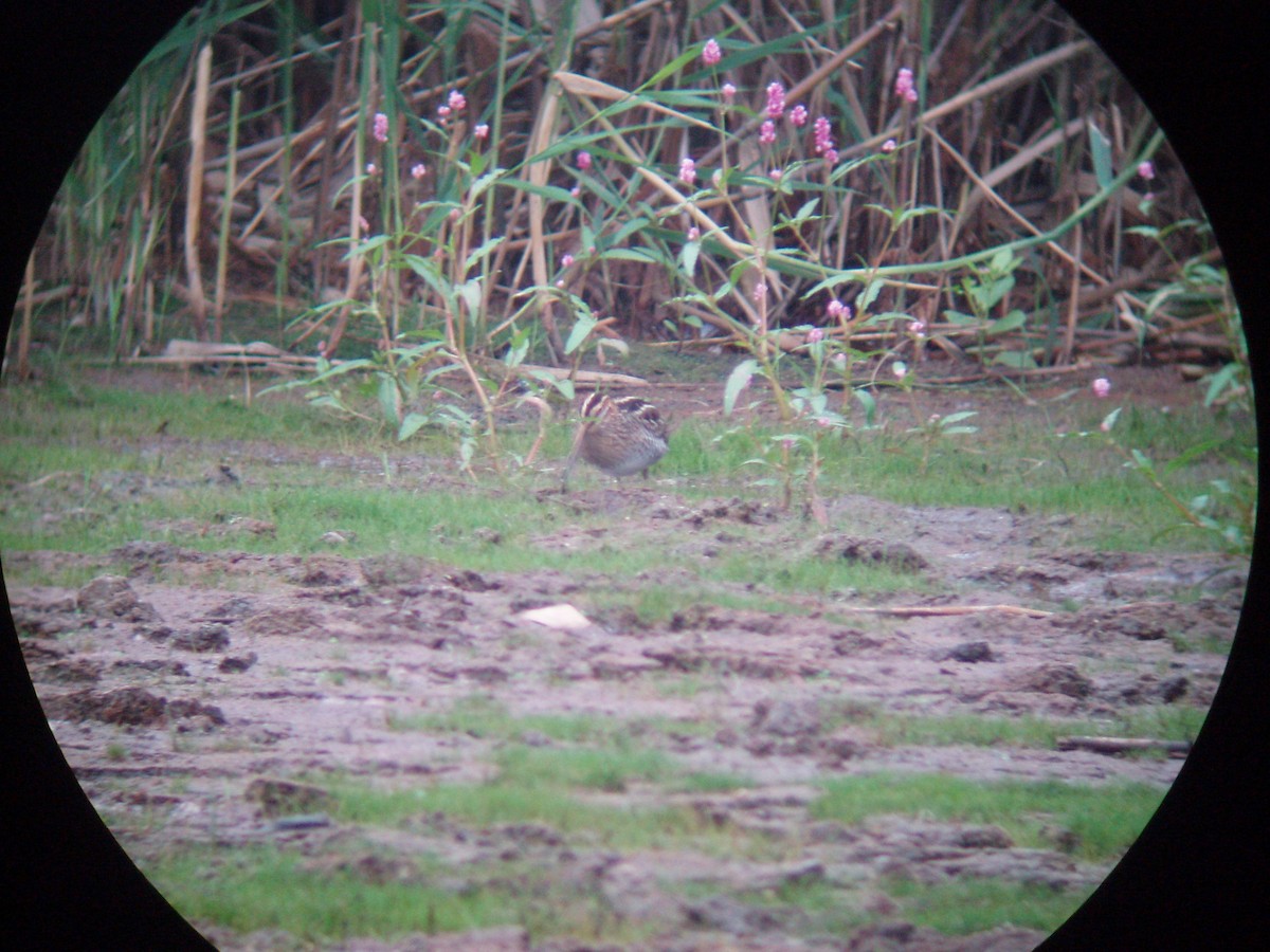 Wilson's Snipe - ML466633041