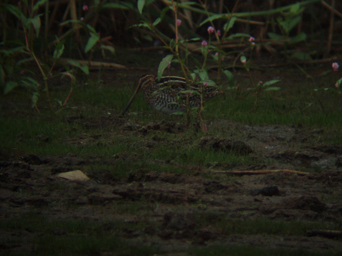 Wilson's Snipe - ML466633051