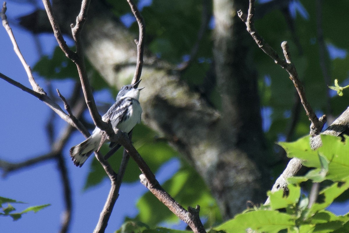 Cerulean Warbler - Josiah Verbrugge