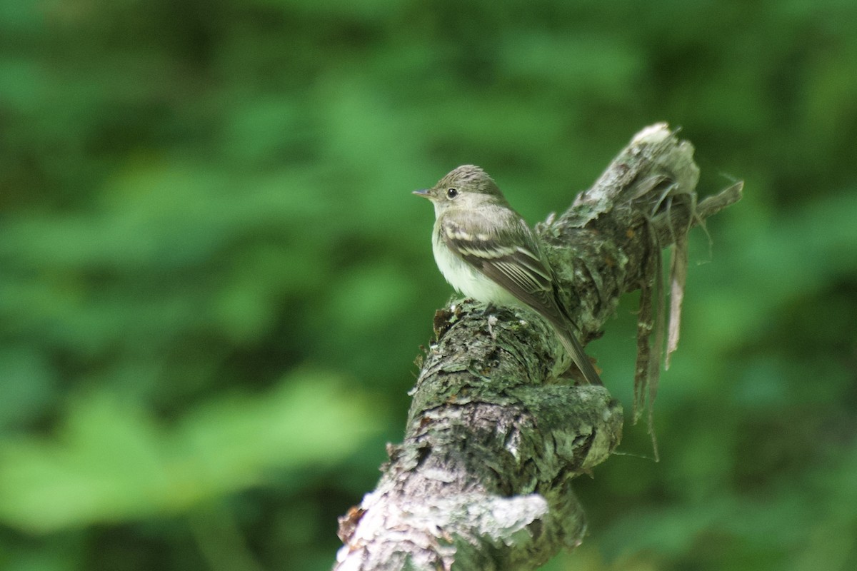 Acadian Flycatcher - Josiah Verbrugge