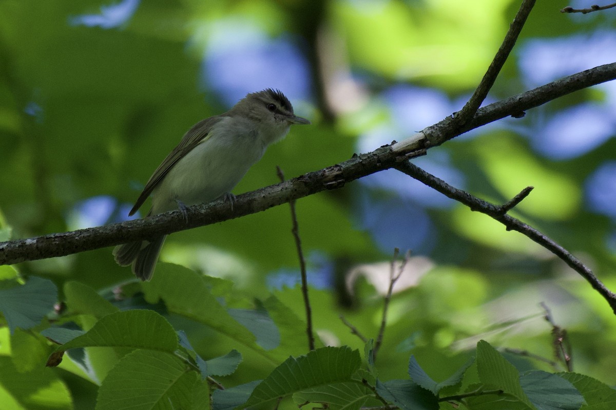 Vireo Ojirrojo - ML466633921