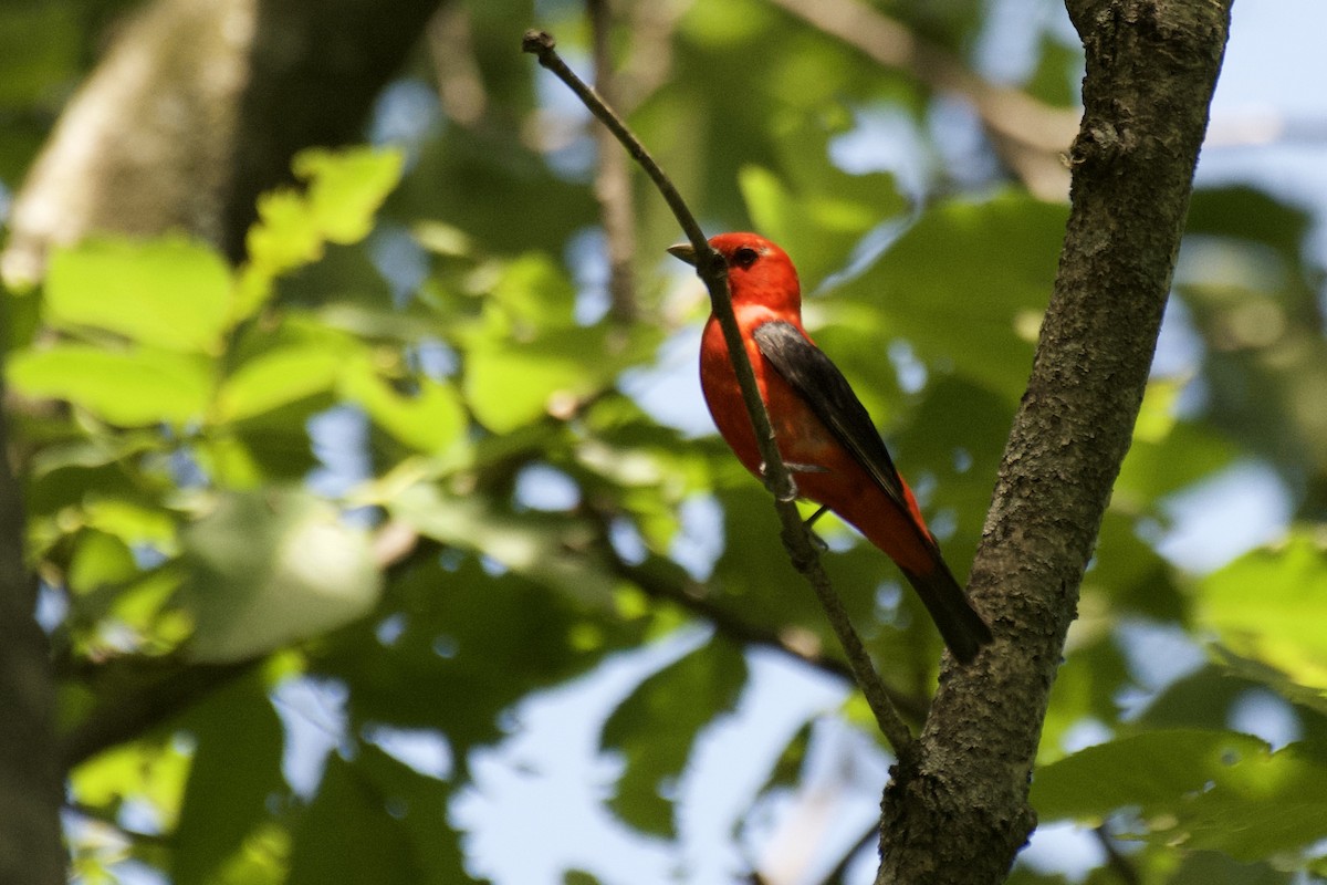 Scarlet Tanager - Josiah Verbrugge