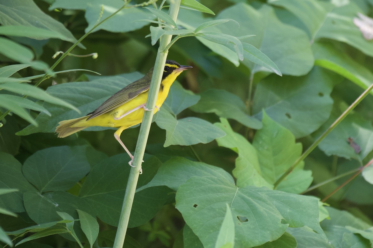 Kentucky Warbler - Josiah Verbrugge