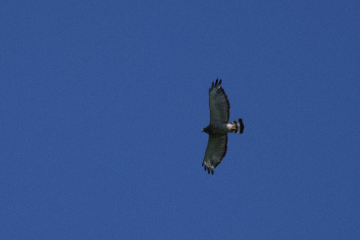 Broad-winged Hawk - Josiah Verbrugge