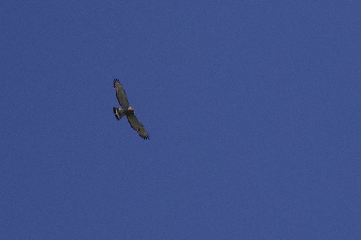 Broad-winged Hawk - Josiah Verbrugge