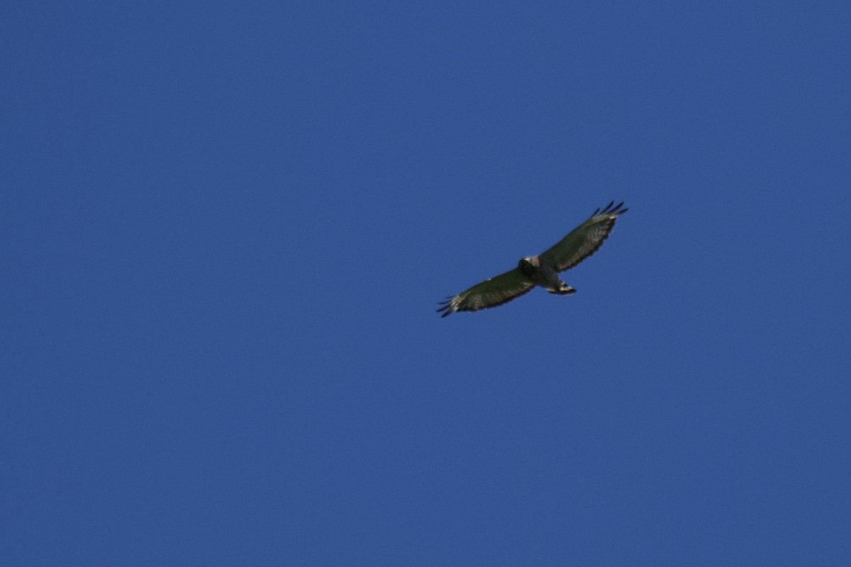 Broad-winged Hawk - Josiah Verbrugge